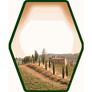 Vineyard DieCut 58 Custom Wine Labels Set of 30